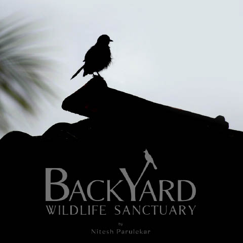 Backyard Wildlife Sanctuary